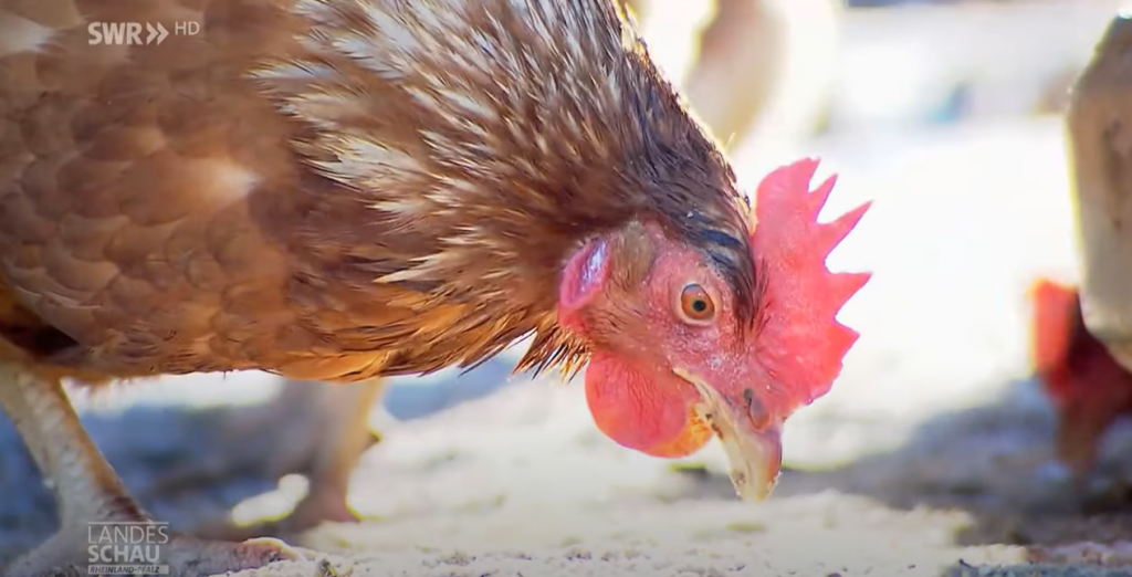 Warum die Hühner im Winter weniger Eier legen Hofladen Kraut und Rüben GbR